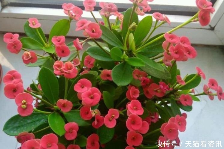 铁海棠|4种花现在养刚刚好,开花很漂亮,浇水就疯长,夏季也能疯长不停