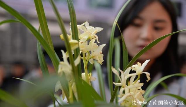  惹人爱|兰花养护全知道，一年四季绿油油，姿态优美惹人爱