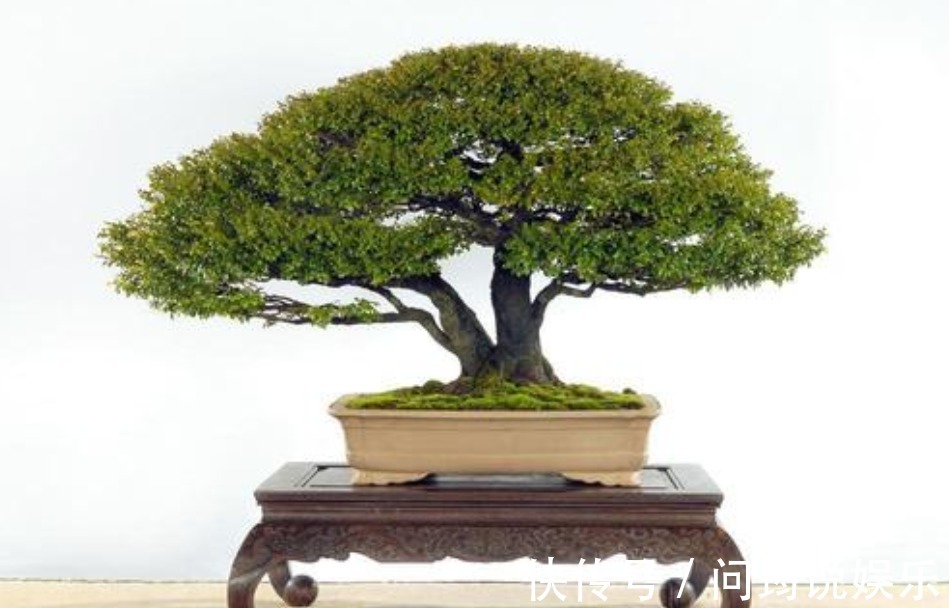 养花|家中养花不要乱，6种“镇宅花”可以养，2种“破财花”不能养