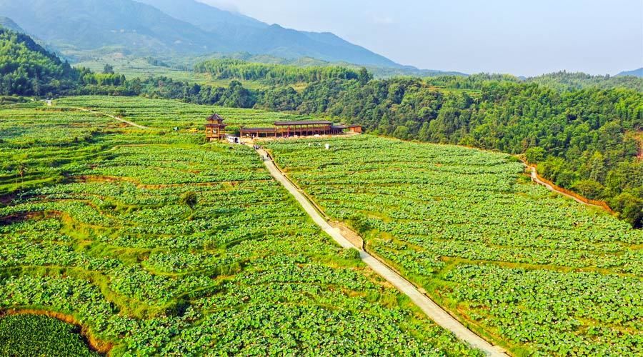 福建建寧千畝坪上梯田蓮海被認證為 世界最大的梯田蓮海 中國熱點