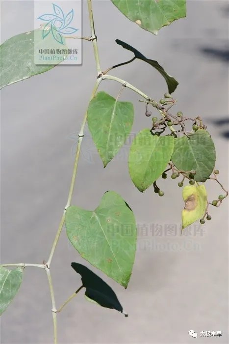 疮疡肿毒|飞龙接骨,见过吗?用于扭伤骨折、腰肌劳损、坐骨神经痛