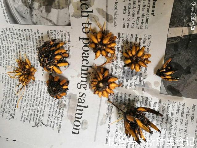 种花|9种花，天热会“假死”，千万别丢了，秋天就苏醒