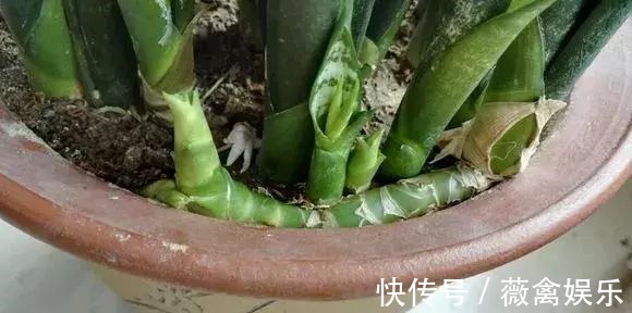 虎尾兰盆里加点2种“液体”，新芽不断，叶子挺拔，开花特香！