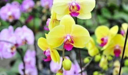 花期最长的盆栽,家里养一盆,全年有花开,观赏性强,新手也能养