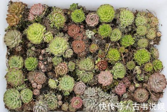 阳台空荡不知道养啥学会垂盆5种多肉,个个长成''小瀑布''