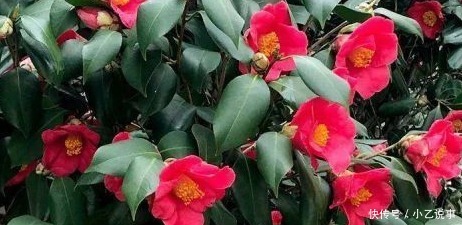 10种花,别着急往屋里搬,放外面冻20天,明年开花才旺