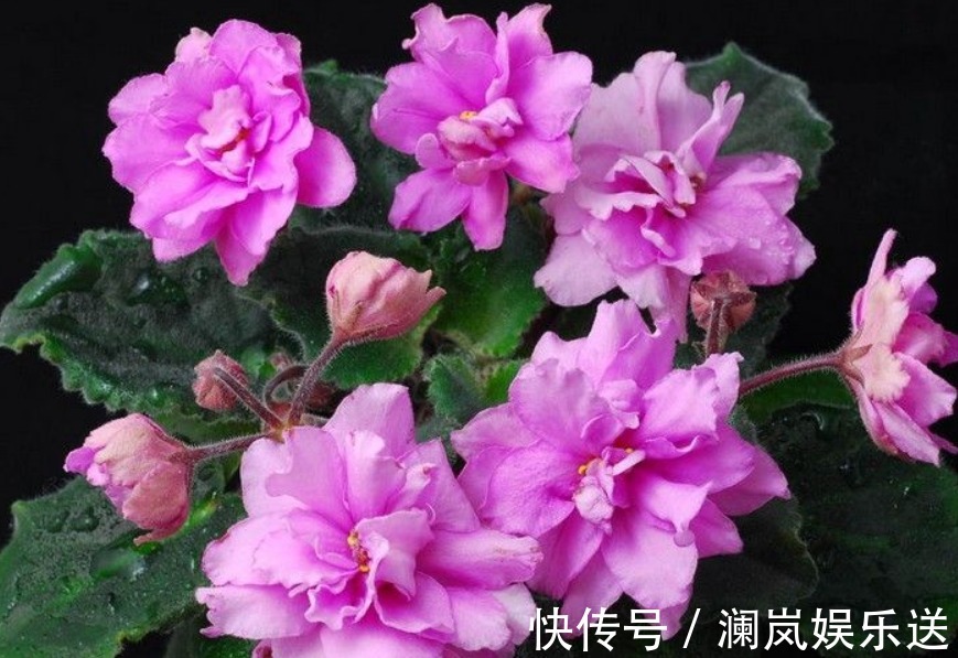 非洲|非洲堇养不好老农有“不死秘诀”,10天就爆盆,年年花开四季