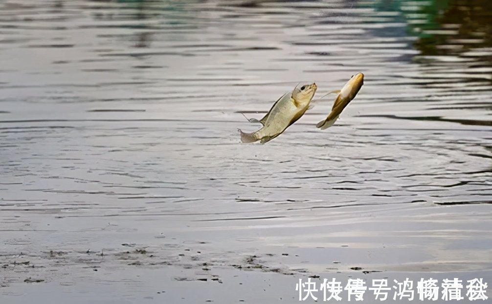 钓鲤鱼的四个诀窍与自制鲤鱼饵的方法,效果非常显著