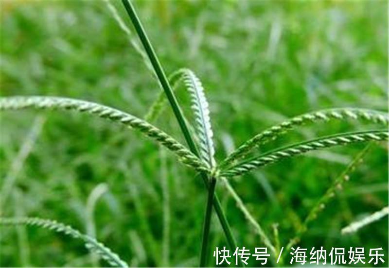 乙型脑炎|路边常见的“牛筋草”,百姓身边的中药!虽不起眼,但很珍贵!