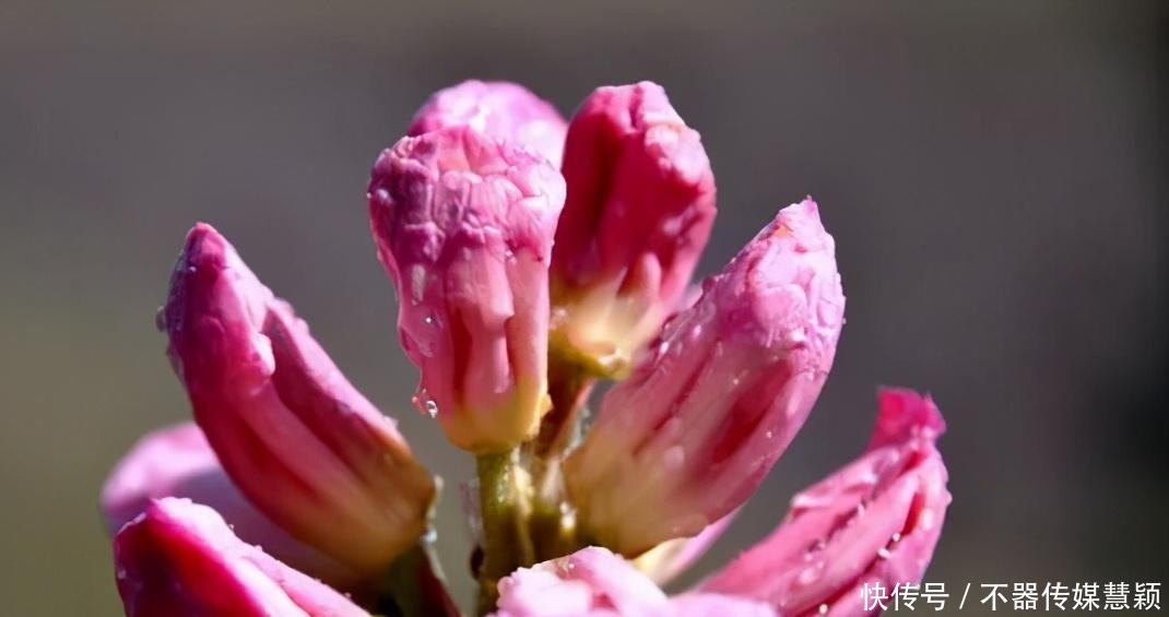 金阳：十万亩索玛花开