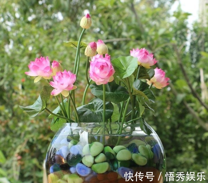 以下5种盆栽花卉,可以任性浇水,水浇多了不会死反而疯长