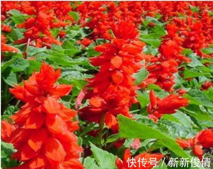 家养这些植物,阳台开出花海,长势好、花色艳,雍容华贵