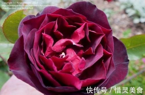 牡丹|3种花让人爱不释手,香气怡人,漂亮似牡丹,养护容易