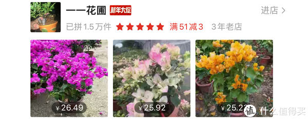 过年必备盆栽 | 20款好看易养的懒人绿植，拼多多店铺低至3元起！附养护心得