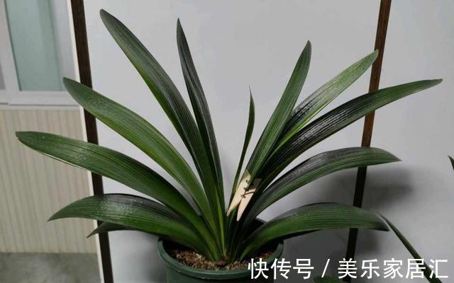 君子兰翻盆，土里扔一把颗粒，透气肥效好，花根不腐烂