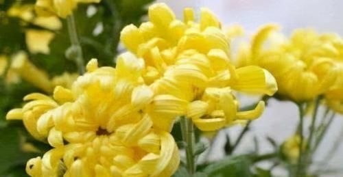 睡眠质量|人到中年要学会常吃3种食物,补血养气,提高睡眠质量,早吃早好