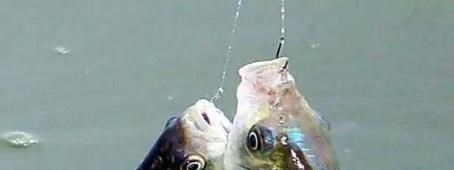 冬季钓鱼线组要用细,到底用多大的线组?不会也是白搭