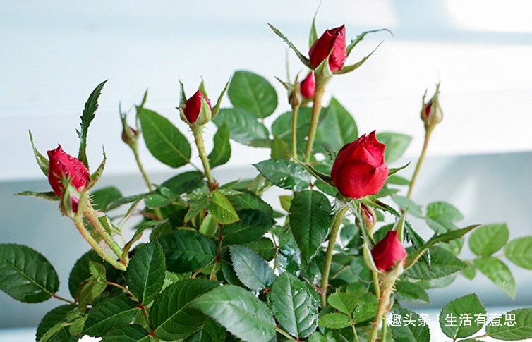 最能代表爱情的,始终还是玫瑰,此花,被称“微型玫瑰花”,好养