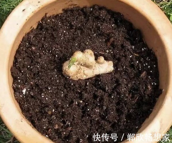 姜多|保存生姜,放冰箱是大错!姜农教你3个方法,半年不干瘪也不发芽