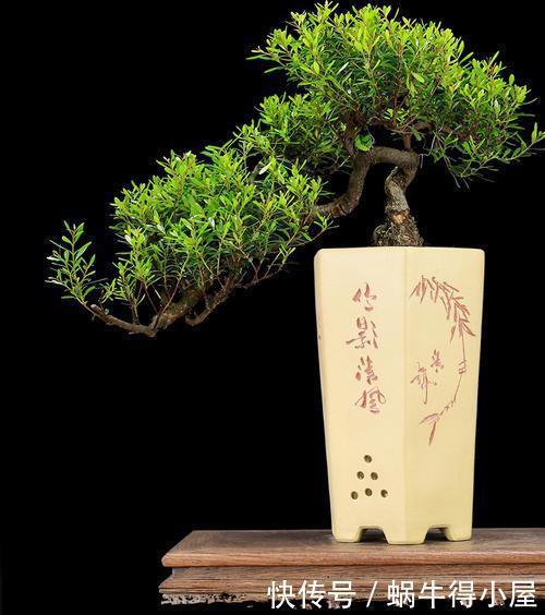 3种花越养越旺，养成老桩盆景更值钱，摆在家里惬意美好！