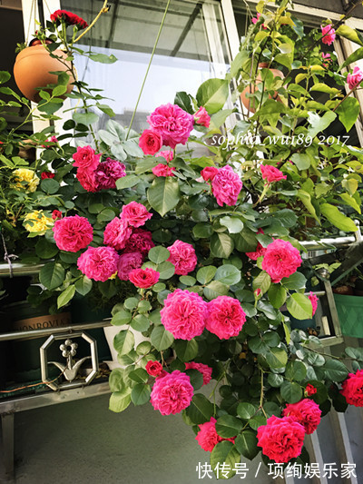 花仙子的阳台,30多种月季如瀑布,路人都停下来观望,太美了