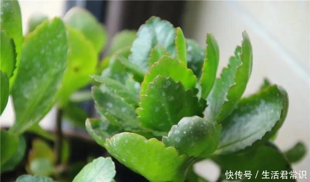 长寿花开花爆盆有秘诀,学会施肥就行了,砰砰开花全是花苞!