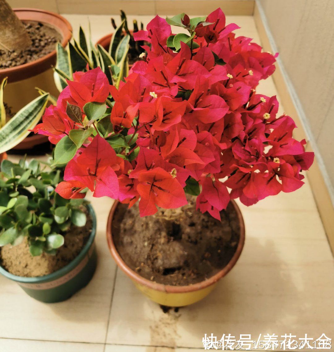 蝴蝶兰|7种花，立秋后换盆，秋冬才能越养越好