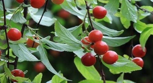 女性不想变黄脸婆,多吃四种食物,排毒护肤,美容抗衰, 好处多