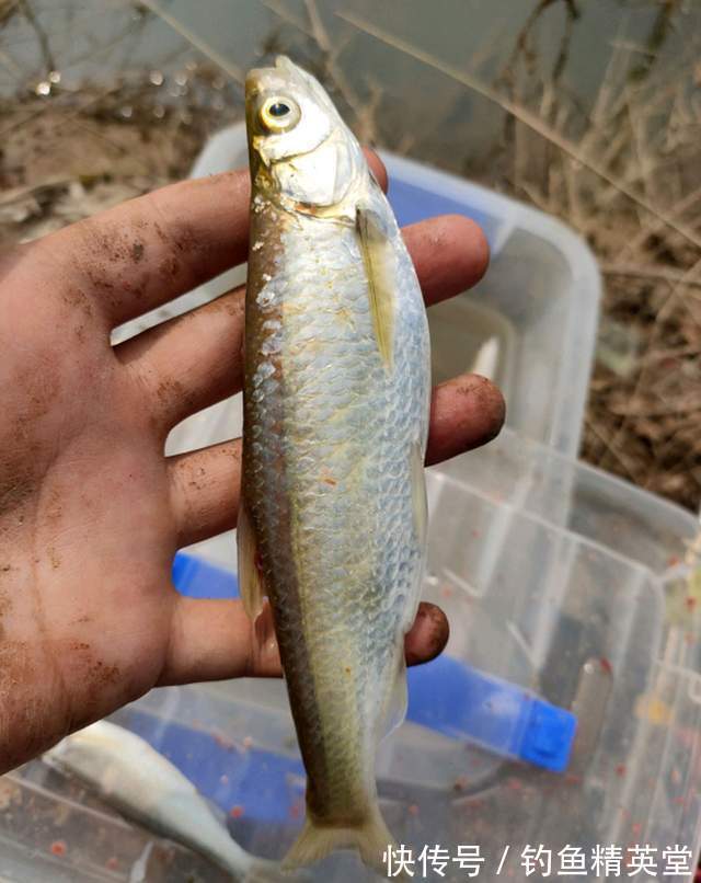 冬天的白条比夏天还多,掌握方法,想吃多少钓多少
