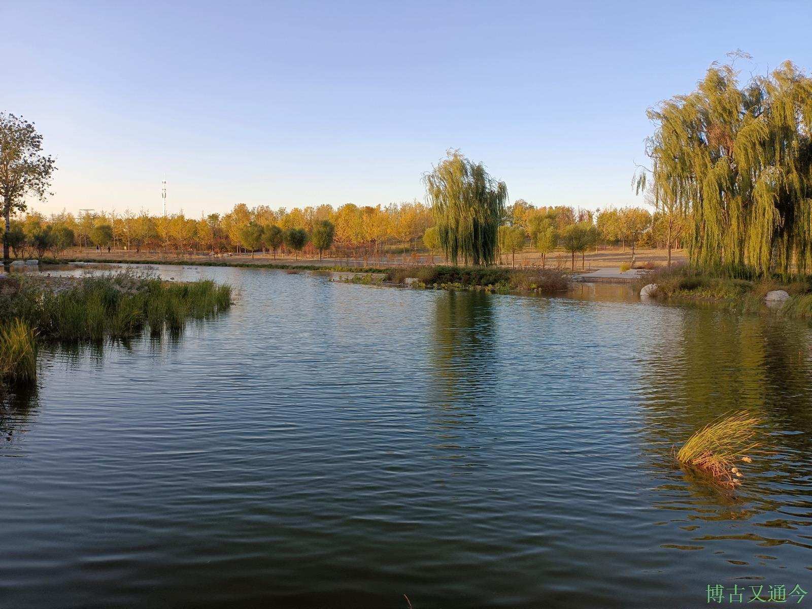 老年|温榆河公园示范区东园,园内的金色光芒撒在大地上