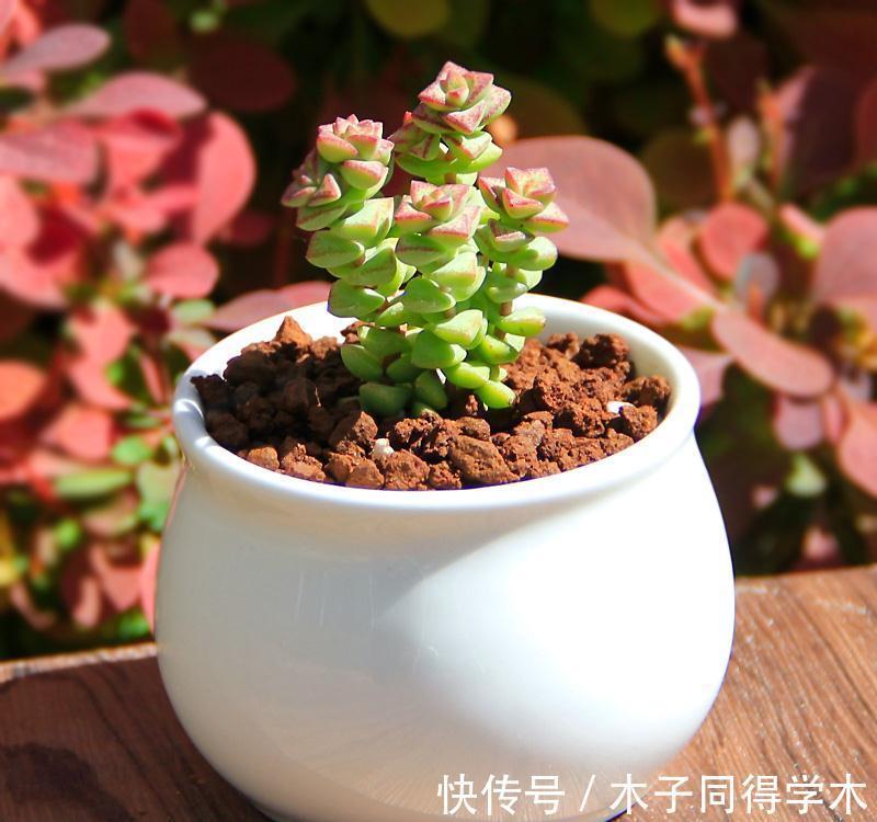 想让多肉健康又漂亮，8招养成秘籍你千万要注意