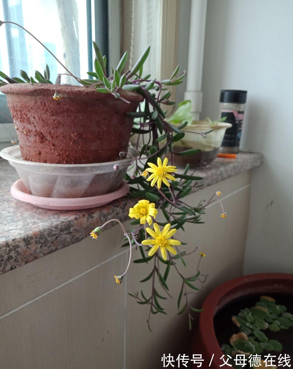 发现一户人家,大冬天阳台的“多肉”,长成了“瀑布”,太壮观了