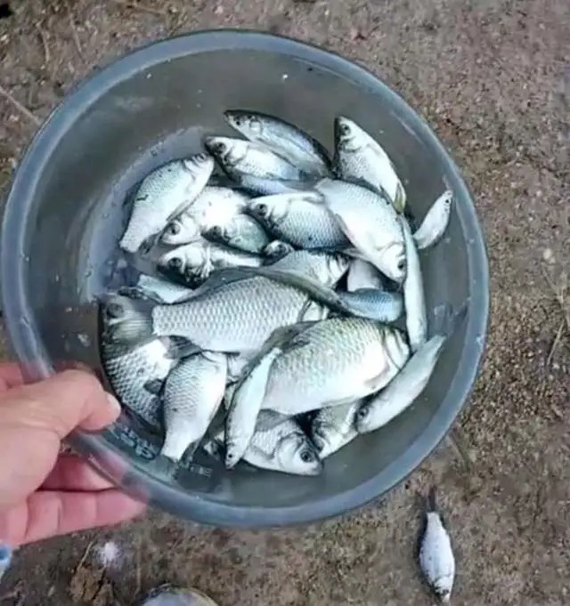 秋天应该怎么钓鲫鱼，酒米+蚯蚓好像不管用了