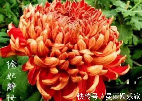花都会|喜欢养菊,那就养”优良名菊“徐妃醉妆,如秀丽妆容,清奇典雅
