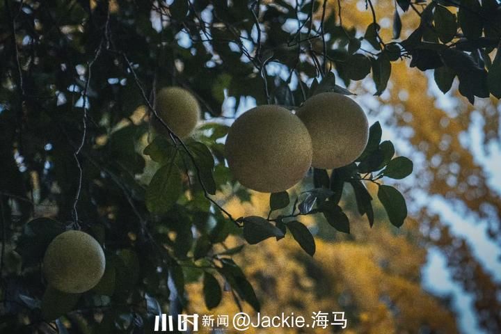 摄友|你在北方的冬天里看雪景，我在南方的冬天里看秋景