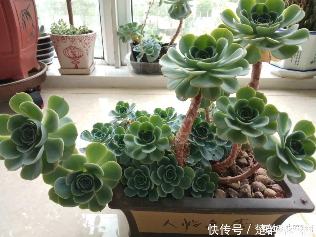 生石花|6种多肉太难养,赶紧留个种,省得每年都要重新买!