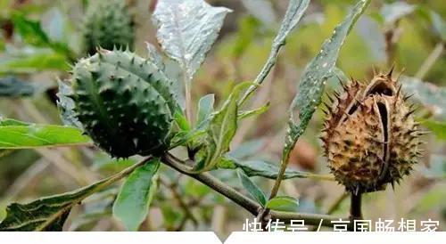 熟地黄|小时候常见却叫不出名字的植物,太全了