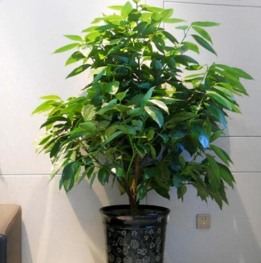 冬天的6种室内盆栽,“懒养”最合适,“勤养”反而容易出问题