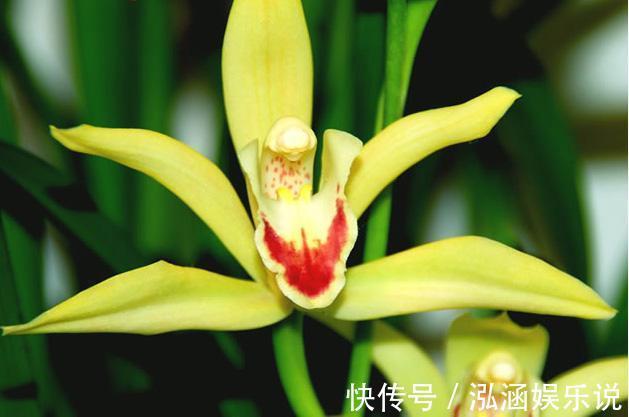 公正#此花姿态优美,色泽丰富而艳丽,被赋予了公平公正的含义