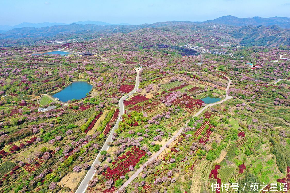 白鹿村、上马村、雅庄村，十里樱花十里尘，经典赏樱路