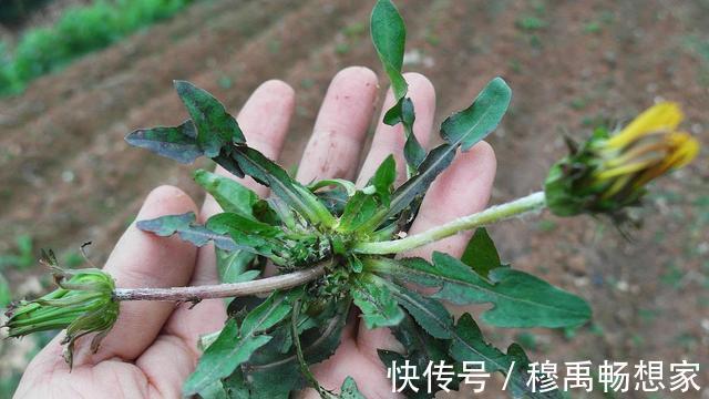 蒲公英属|蒲公英是个宝,怎么吃更营养教你3种吃法,但5类人群不宜食用