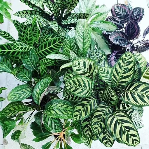 寒潮来袭,10种花最怕冷,抓紧搬回屋,不然只剩盆!