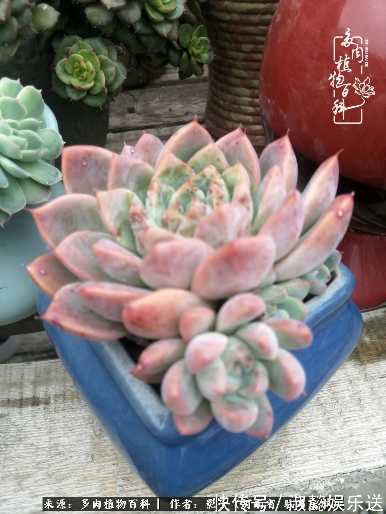 漂亮|被风雨洗礼的多肉越来越漂亮了,忍不住又往坑里跳!