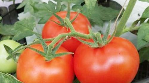 血管|50岁后多吃3种“溶栓剂”，血管不堵了，身体清爽了，健康更长寿