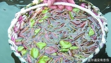 豆瓣菜|农村长在水里的这些野菜,提高智力,润肺化痰,抗衰老,你认识吗