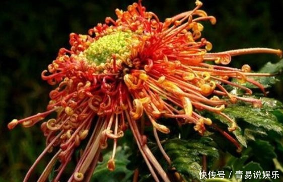  菊花|此4款花四季都开花，好看又好养，阳台也能养