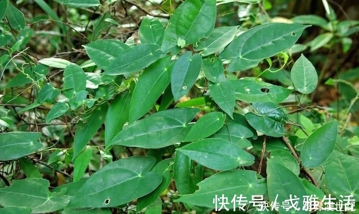 农村地区|根部是名贵的中药材,在农村地区很常见,深受老年人喜爱