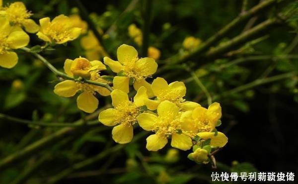 此花是高贵的象征,有着黄榆叶梅美誉,有着美好幸福的寓意