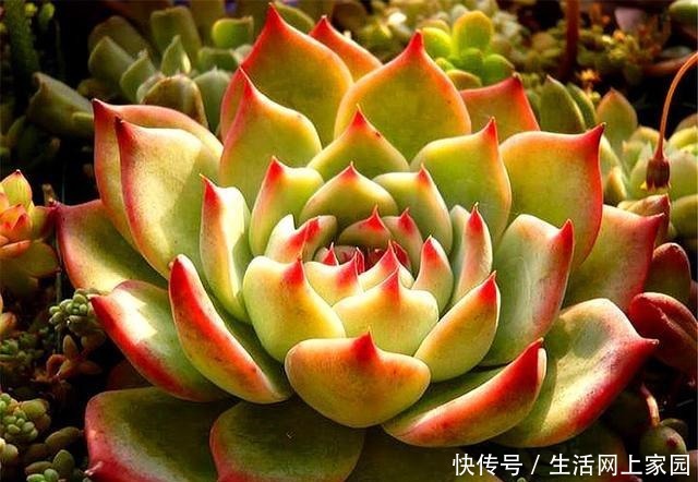 多肉吉娃莲爱摊大饼从这“3方面”着手改进,20天展现贵妃醉酒!