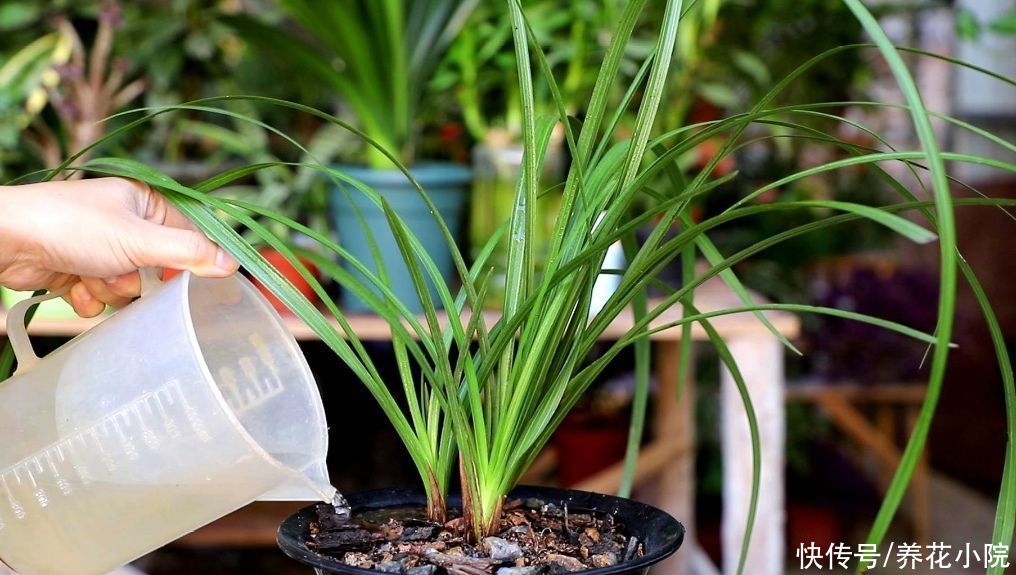 新芽|立秋以后，兰花开始冒花芽，4件事要做好